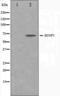 SUMO Specific Peptidase 1 antibody, orb224567, Biorbyt, Western Blot image 