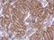 SREBF Chaperone antibody, PA5-28982, Invitrogen Antibodies, Immunohistochemistry paraffin image 