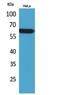 Nectin Cell Adhesion Molecule 3 antibody, A09633-2, Boster Biological Technology, Western Blot image 