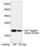 GST antibody, LS-C51622, Lifespan Biosciences, Western Blot image 