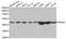 Proliferation-Associated 2G4 antibody, A5376, ABclonal Technology, Western Blot image 