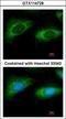 Ribosomal Protein L9 antibody, GTX114728, GeneTex, Immunofluorescence image 