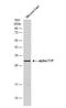 TTPA antibody, NBP2-14870, Novus Biologicals, Western Blot image 