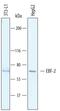 EBF Transcription Factor 2 antibody, AF7006, R&D Systems, Western Blot image 