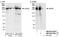 Ubiquitin Specific Peptidase 9 X-Linked antibody, NB100-61591, Novus Biologicals, Western Blot image 