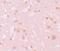 NACHT, LRR and PYD domains-containing protein 7 antibody, PA5-21023, Invitrogen Antibodies, Immunohistochemistry paraffin image 