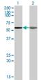 A-kinase anchor protein 5 antibody, H00009495-M04, Novus Biologicals, Western Blot image 