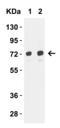 Mitochondrial import receptor subunit TOM70 antibody, 4949, ProSci, Western Blot image 