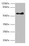 Angiopoietin 1 antibody, CSB-PA05739A0Rb, Cusabio, Western Blot image 