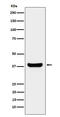 Protein Phosphatase 1 Catalytic Subunit Beta antibody, M04022-1, Boster Biological Technology, Western Blot image 