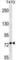 Bestrophin-3 antibody, abx030836, Abbexa, Western Blot image 