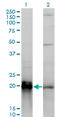 KRAS Proto-Oncogene, GTPase antibody, LS-C197585, Lifespan Biosciences, Western Blot image 