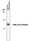 Gamma-Aminobutyric Acid Type A Receptor Alpha5 Subunit antibody, PPS027, R&D Systems, Western Blot image 
