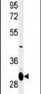 Magnesium Transporter 1 antibody, PA5-24978, Invitrogen Antibodies, Western Blot image 