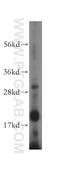 TNF Superfamily Member 10 antibody, 17235-1-AP, Proteintech Group, Western Blot image 