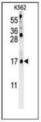 Late Cornified Envelope 2B antibody, AP52452PU-N, Origene, Western Blot image 