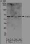 Target Of EGR1, Exonuclease antibody, NBP2-04022, Novus Biologicals, Immunoprecipitation image 