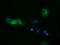 DHEA-ST antibody, NBP2-03003, Novus Biologicals, Immunofluorescence image 