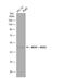 Mitogen-Activated Protein Kinase Kinase 2 antibody, NBP2-17268, Novus Biologicals, Western Blot image 