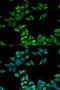 Charged multivesicular body protein 2b antibody, LS-C748464, Lifespan Biosciences, Immunofluorescence image 