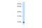 Kallikrein B1 antibody, PA5-42752, Invitrogen Antibodies, Western Blot image 