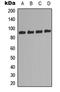 Ribosomal Protein S6 Kinase A5 antibody, LS-C368504, Lifespan Biosciences, Western Blot image 