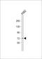 Acyl-CoA Oxidase 1 antibody, MA5-24715, Invitrogen Antibodies, Western Blot image 