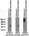 6x-His Epitope Tag antibody, 75-169, Antibodies Incorporated, Western Blot image 