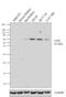 Ligand of Numb protein X 2 antibody, 720004, Invitrogen Antibodies, Western Blot image 