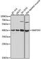 Mitogen-Activated Protein Kinase Kinase 4 antibody, 23-132, ProSci, Western Blot image 