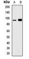 TFIIIC90 antibody, LS-C668335, Lifespan Biosciences, Western Blot image 