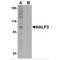 NLR Family Pyrin Domain Containing 3 antibody, MBS150819, MyBioSource, Western Blot image 