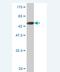 Keratin 23 antibody, H00025984-M02, Novus Biologicals, Western Blot image 