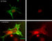 Myosin Heavy Chain 2 antibody, MP3831, ECM Biosciences, Immunocytochemistry image 