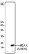 H2A Histone Family Member X antibody, LS-C41114, Lifespan Biosciences, Western Blot image 