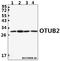 OTU Deubiquitinase, Ubiquitin Aldehyde Binding 2 antibody, A10542, Boster Biological Technology, Western Blot image 