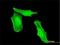 Reactive Intermediate Imine Deaminase A Homolog antibody, H00010247-M01, Novus Biologicals, Immunocytochemistry image 