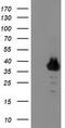 Zinc Finger Protein 397 antibody, M13857, Boster Biological Technology, Western Blot image 