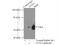 Non-POU Domain Containing Octamer Binding antibody, 11058-1-AP, Proteintech Group, Immunoprecipitation image 