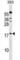 Peptidylprolyl Isomerase Like 1 antibody, abx029043, Abbexa, Western Blot image 