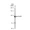 RalA Binding Protein 1 antibody, GTX03249, GeneTex, Western Blot image 