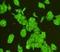 Muscleblind Like Splicing Regulator 1 antibody, orb330162, Biorbyt, Immunocytochemistry image 