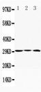 Apolipoprotein D antibody, PA1388, Boster Biological Technology, Western Blot image 