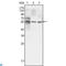Tubulin Beta 1 Class VI antibody, LS-C814042, Lifespan Biosciences, Western Blot image 