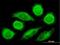 DnaJ Heat Shock Protein Family (Hsp40) Member C11 antibody, H00055735-B01P, Novus Biologicals, Immunofluorescence image 