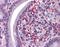 CD69 Molecule antibody, 51-399, ProSci, Enzyme Linked Immunosorbent Assay image 