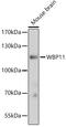 WW Domain Binding Protein 11 antibody, 16-484, ProSci, Western Blot image 