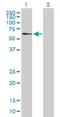 Arylsulfatase G antibody, H00022901-B01P, Novus Biologicals, Western Blot image 