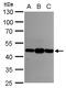 Asporin antibody, PA5-28124, Invitrogen Antibodies, Western Blot image 