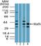 MAFA antibody, NBP2-24636, Novus Biologicals, Western Blot image 